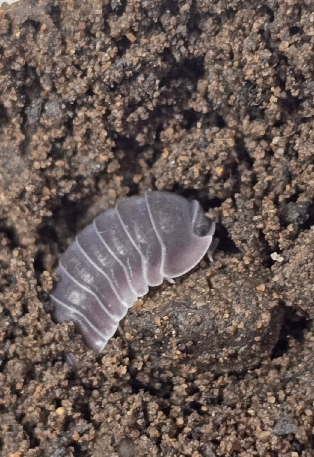 Black Sapphire Isopods (Cubaris sp.)