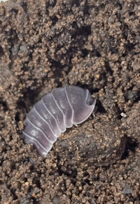 Black Sapphire Isopods (Cubaris sp.) - Isopods For Sale UK I PostPods