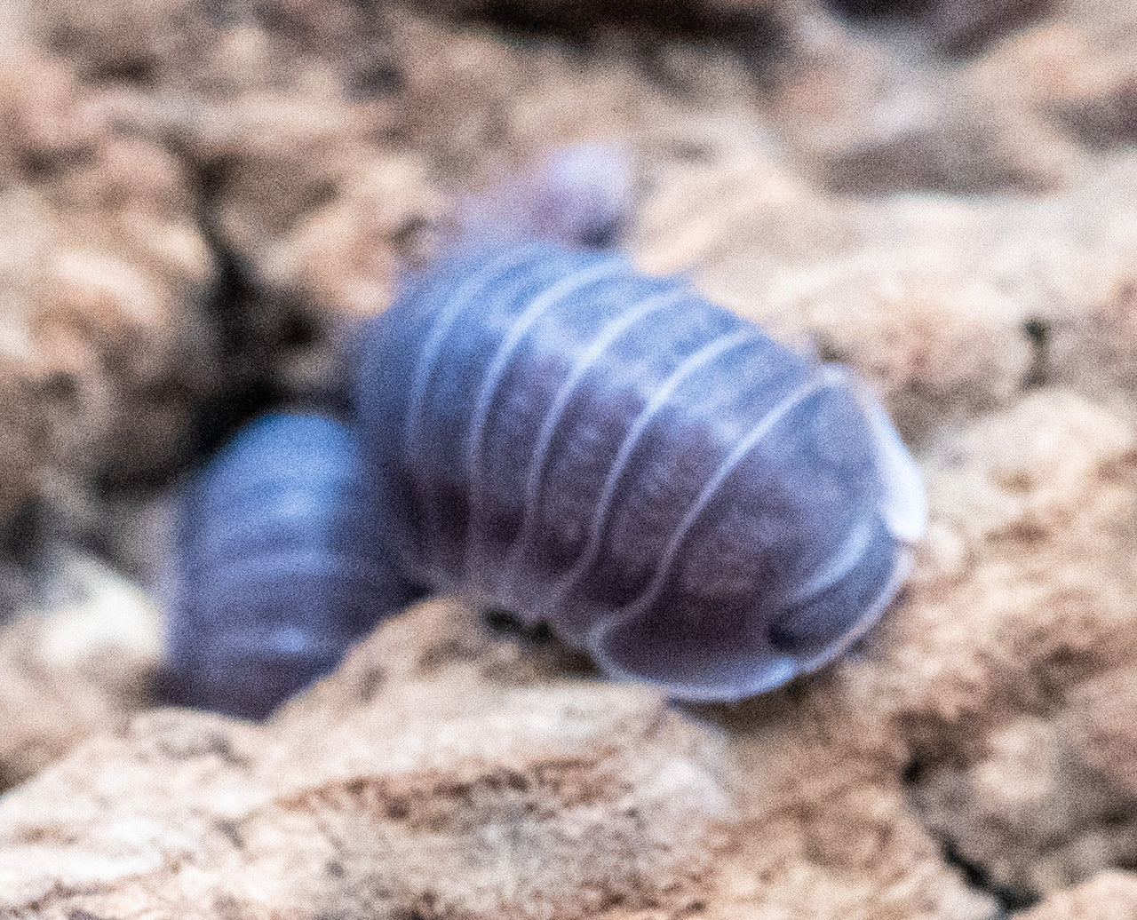 black sapphire isopods