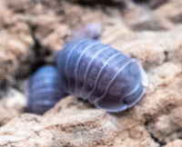 black sapphire isopods