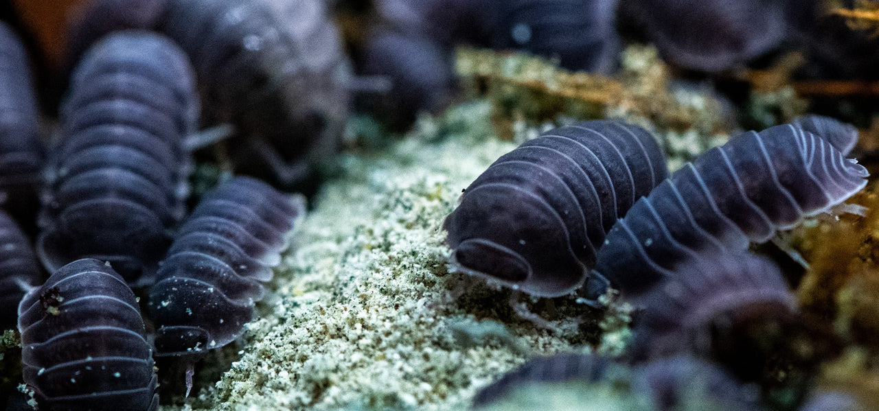 Black Sapphire Isopods (Cubaris sp.)
