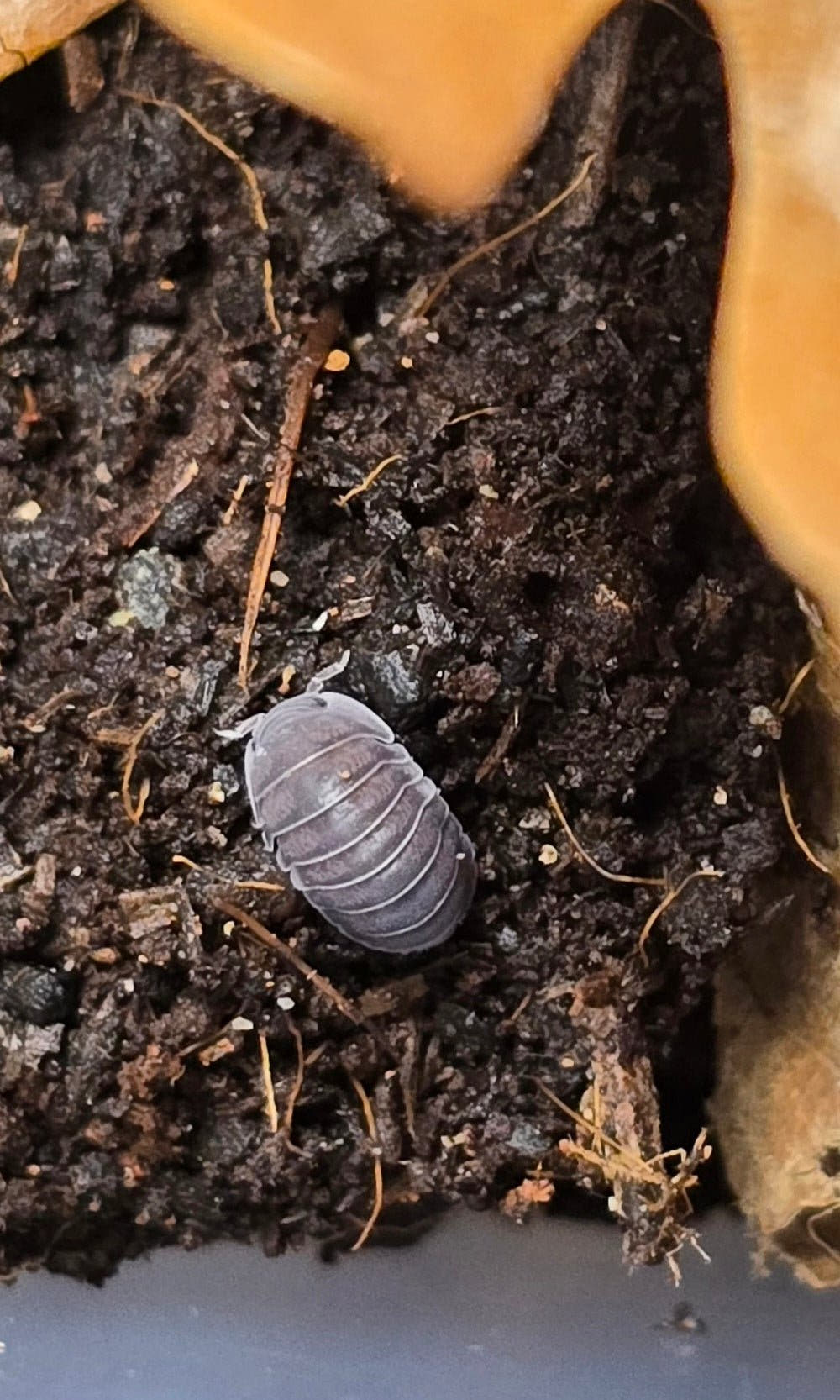 Black Sapphire Isopods (Cubaris sp.)