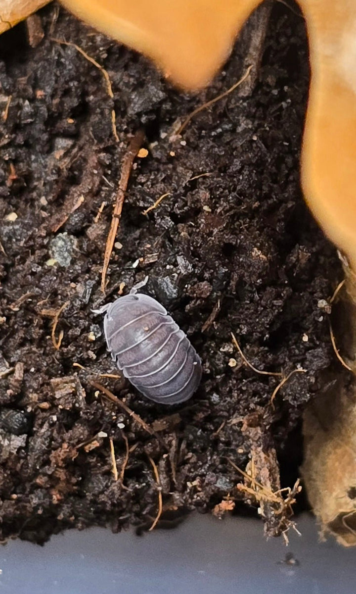 Black Sapphire Isopods (Cubaris sp.) - Isopods For Sale UK I PostPods