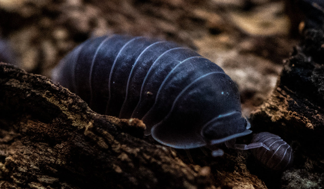 Black Sapphire Isopods (Cubaris sp.)