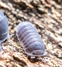 Black Sapphire Isopods (Cubaris sp.)