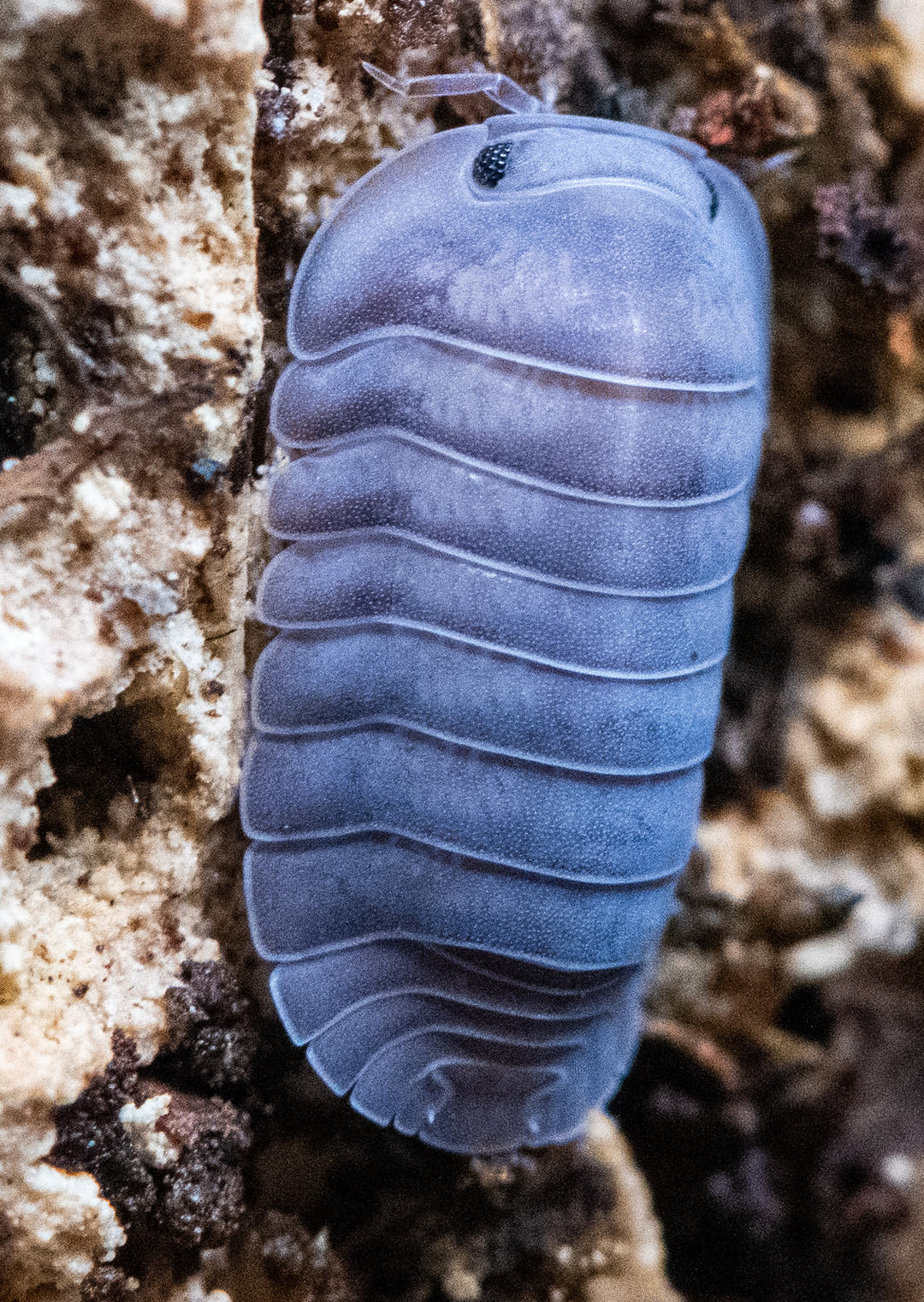 Black Pearl isopod, Cubaris sp., uniform smooth black with a pearl-like sheen