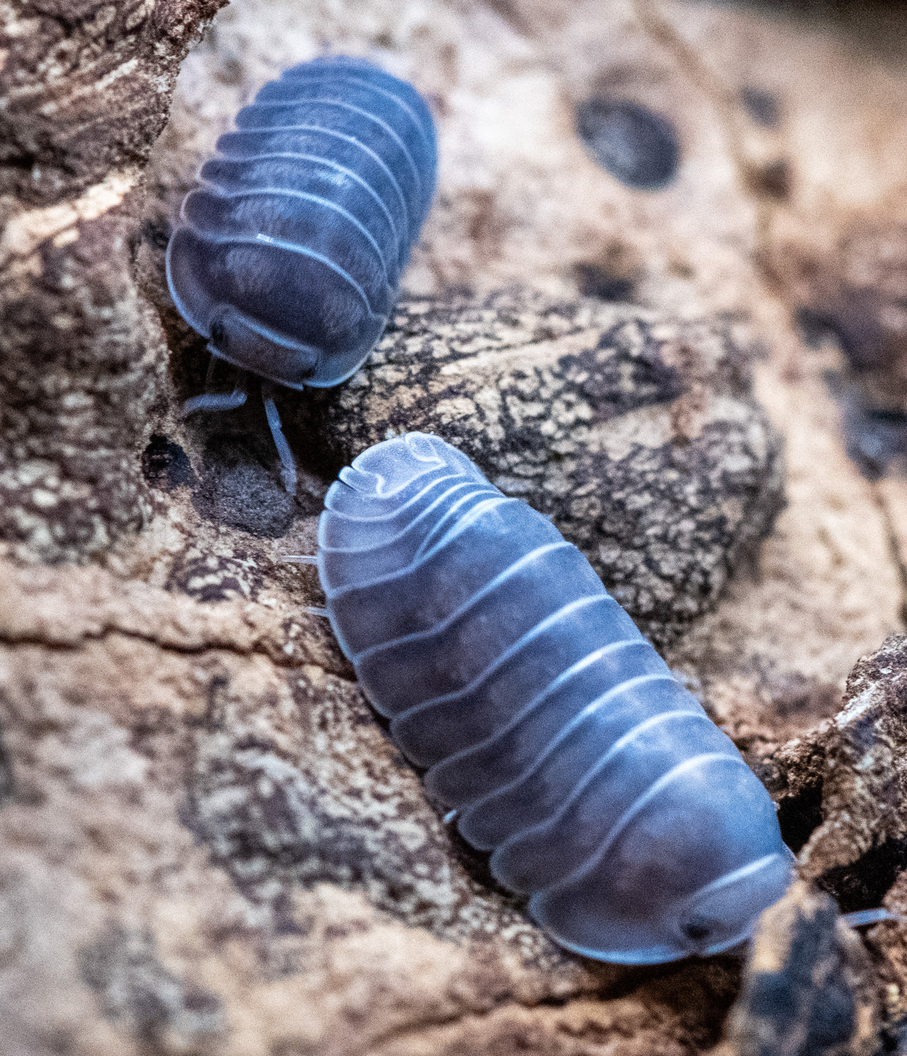 black pearl isopods
