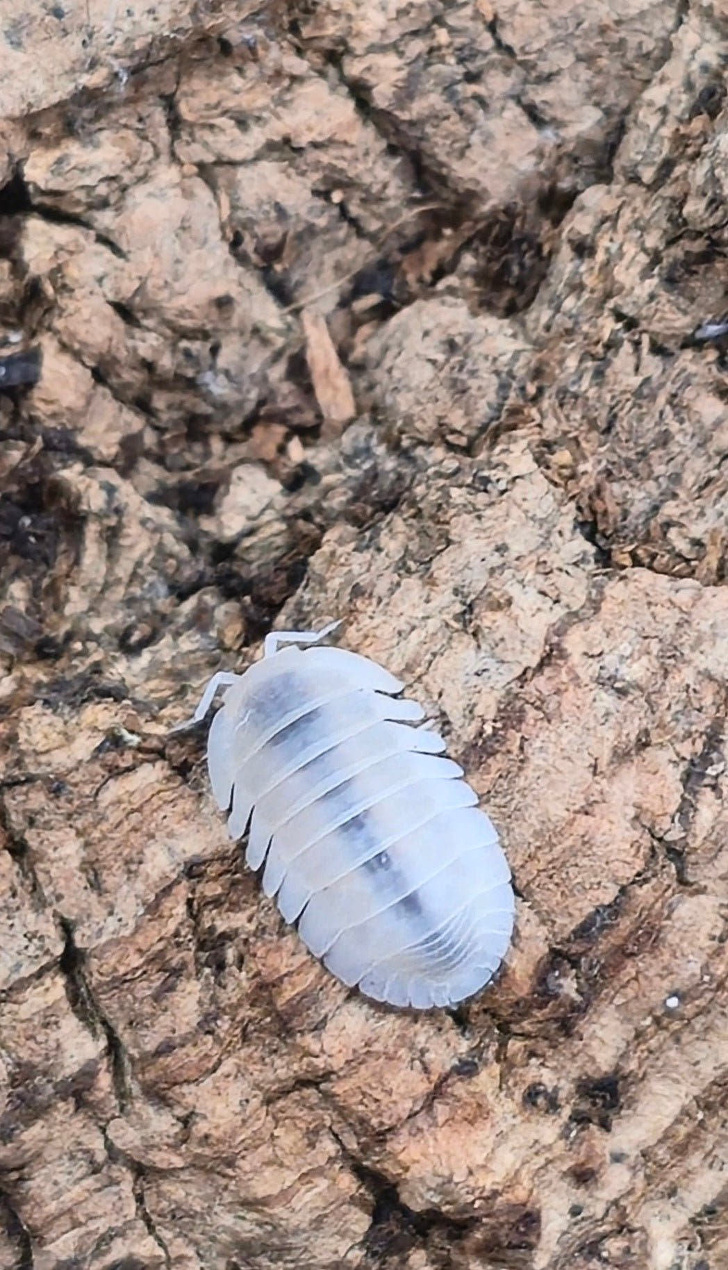 Blind Saturn Isopods (Cubaris)