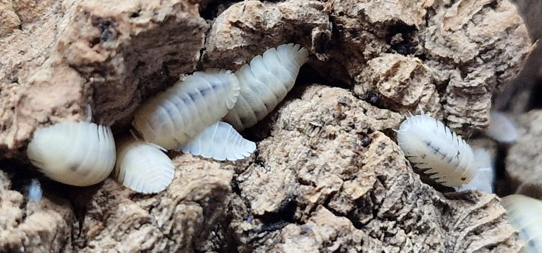 Several white Blind Saturn isopods of different sizes gathered on crumbly pale cork bark.