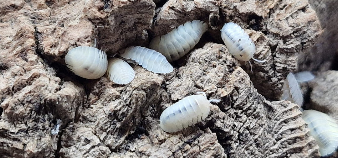 White Blind Saturn isopods spread across ridged cork bark, large and small ones together.