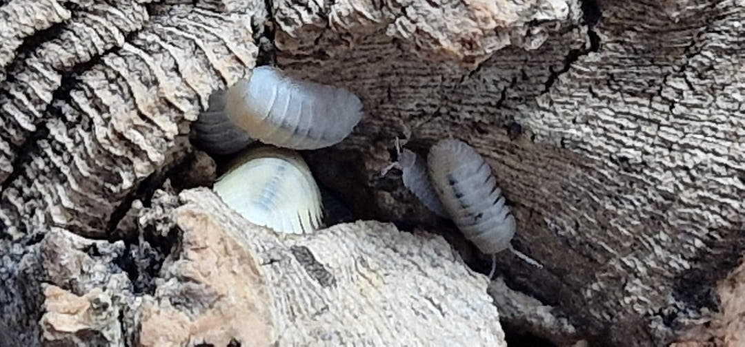 Several pale Blind Saturn isopods among the ridges of grey-brown cork bark, some part hidden behind it.