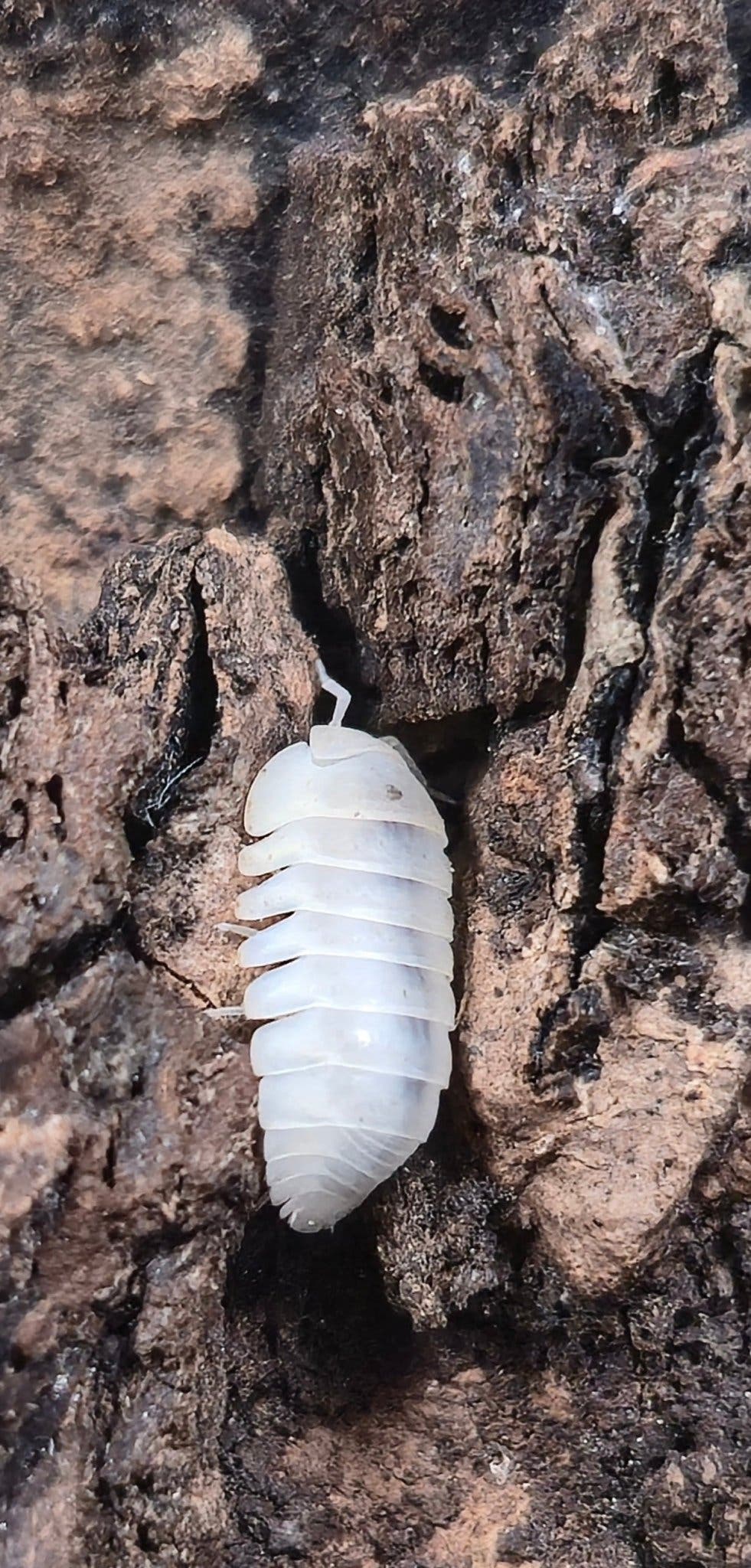 A milky white Blind Saturn isopod on dark red-brown bark, one antenna raised above its head.
