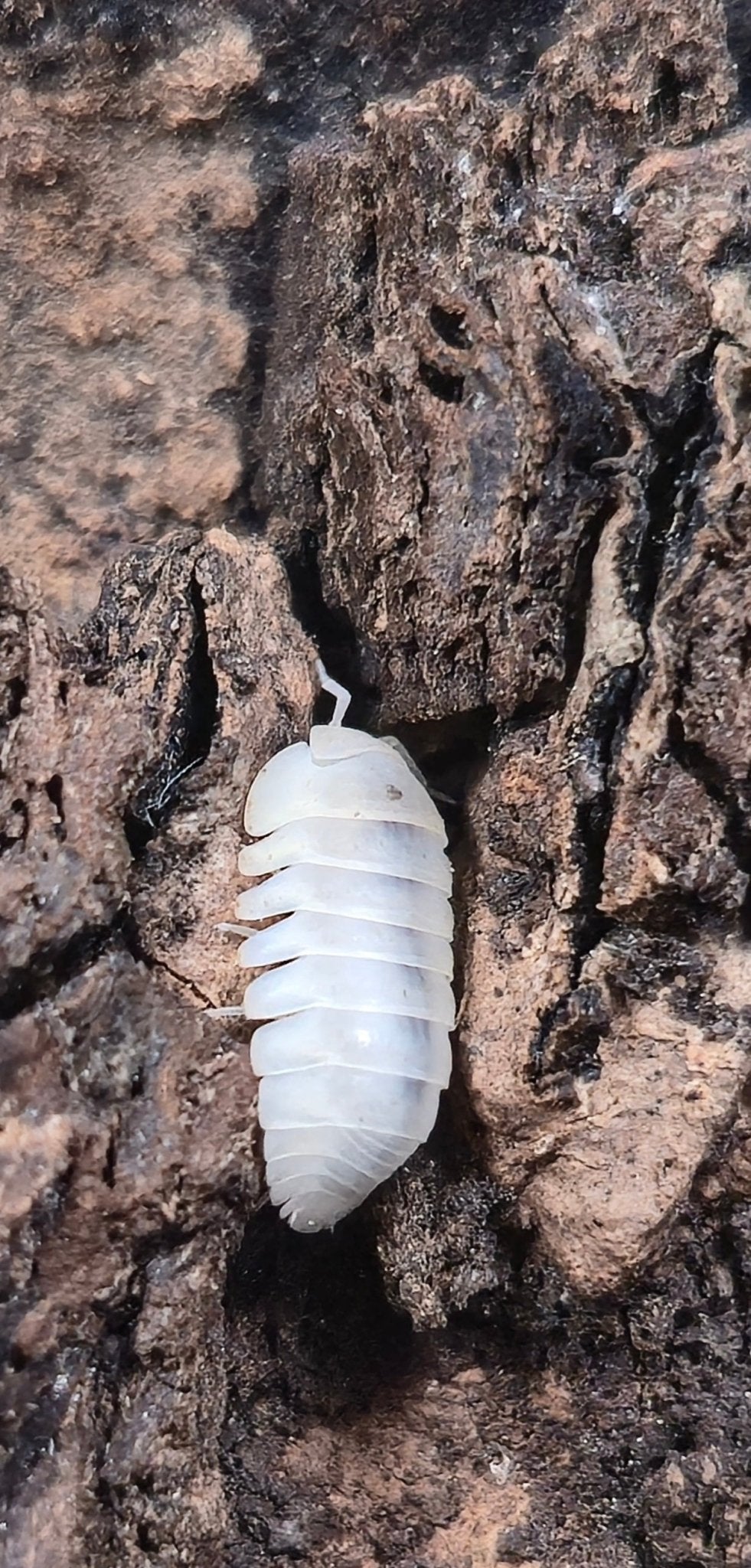 Blind Saturn Isopods (Cubaris) - Isopods For Sale UK | PostPods