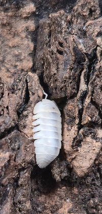 Blind Saturn Isopods (Cubaris) - Isopods For Sale UK | PostPods