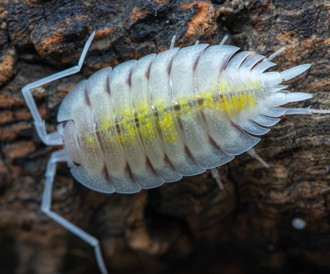 cream isopod with neon yellow down spine