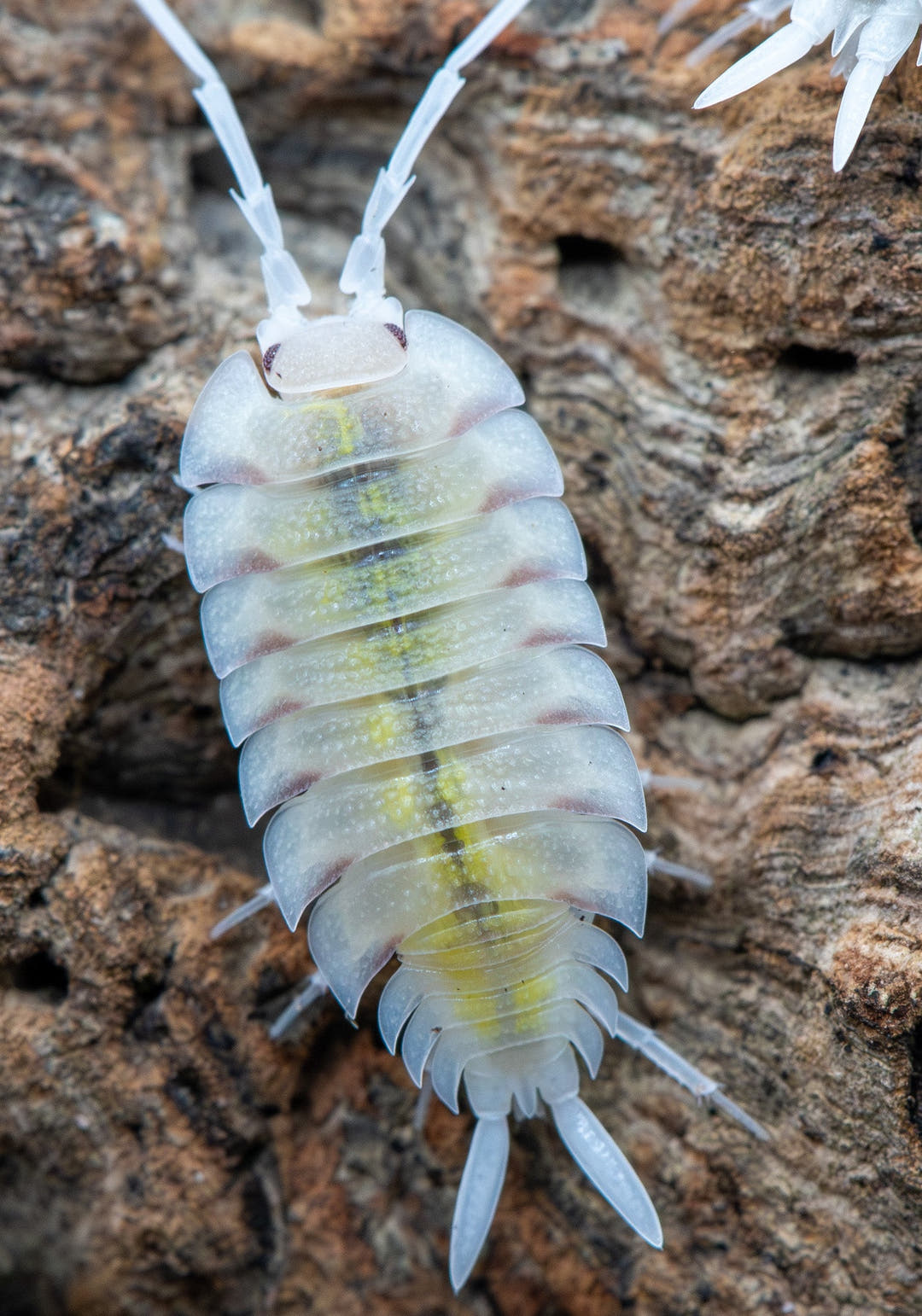 cream isopod with neon yellow down spine long and thin body