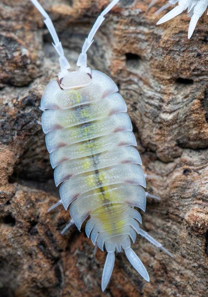 cream isopod with neon yellow down spine long and thin body