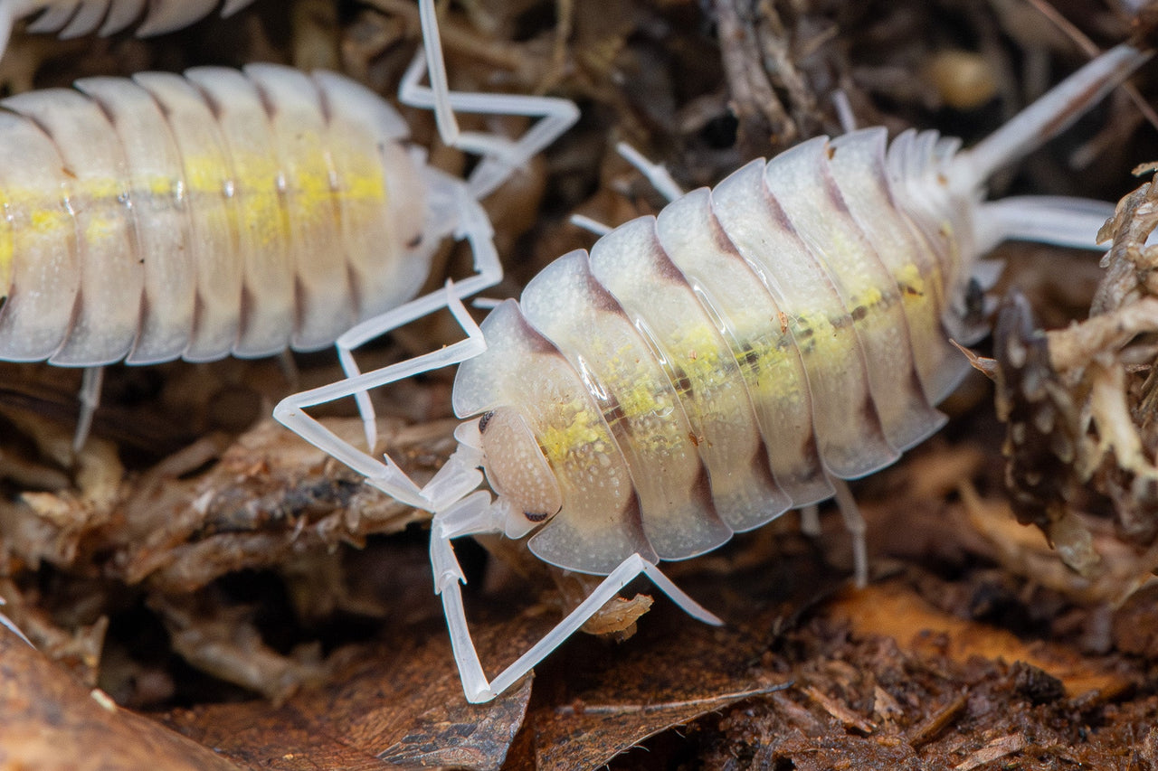 Bolivari Lemonade Isopods (Porcellio)