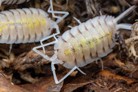 Bolivari Lemonade Isopods (Porcellio)