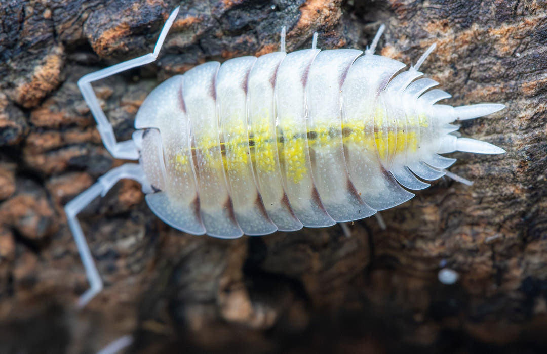 white isopod with neon yellow down spine