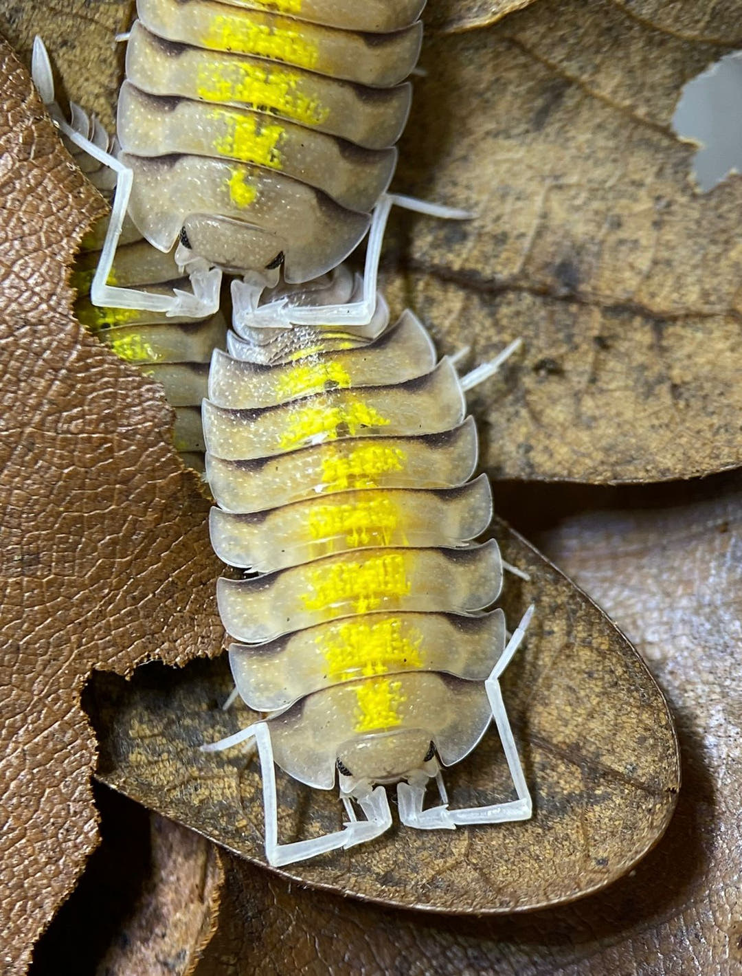Bolivari Yellow Ghost Isopods (Porcellio)