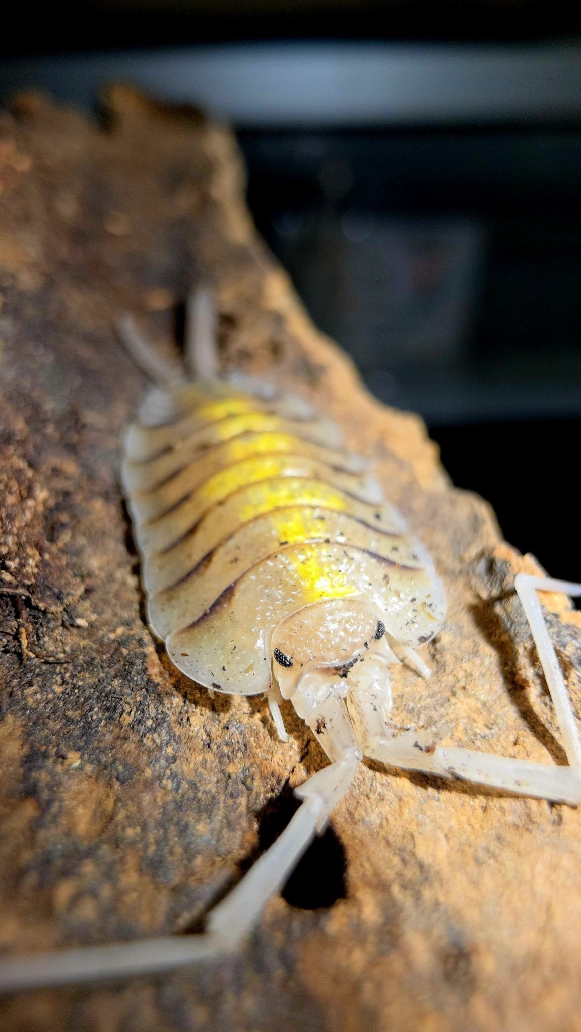 Bolivari Yellow Ghost Isopods (Porcellio)