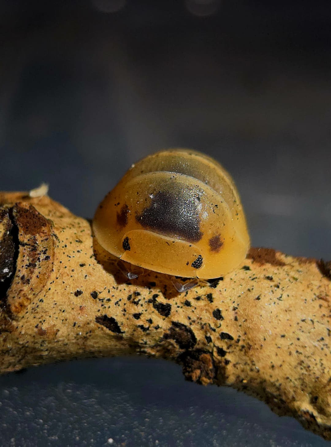 Bumblebee Isopods (Cubaris)
