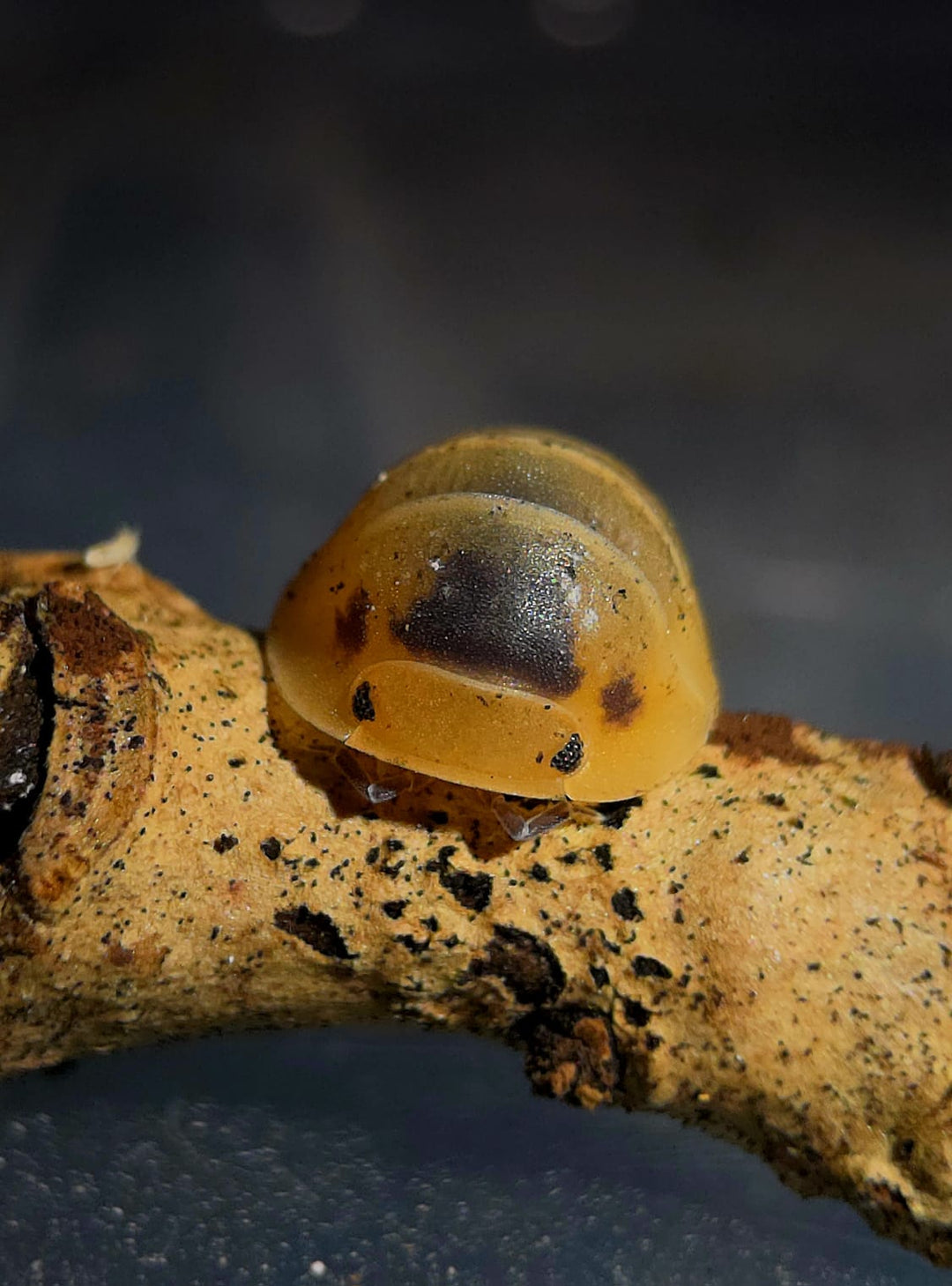 Bumblebee Isopods (Cubaris)