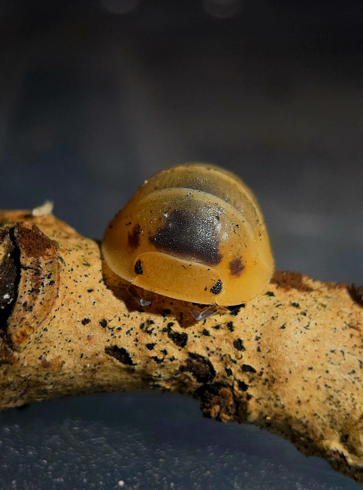Bumblebee Isopods (Cubaris)