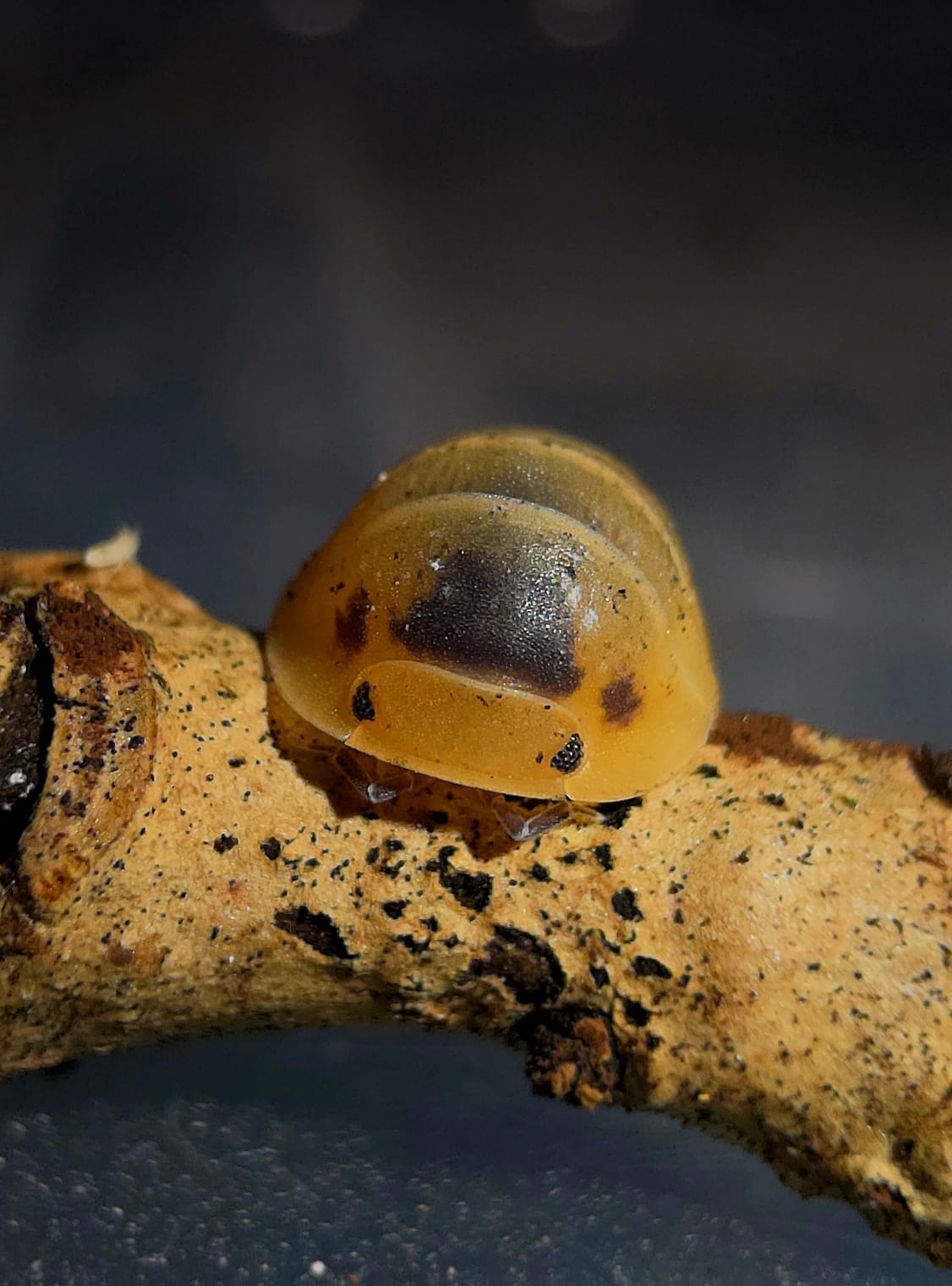 Bumblebee Isopods (Cubaris)