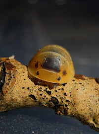 Bumblebee Isopods (Cubaris)