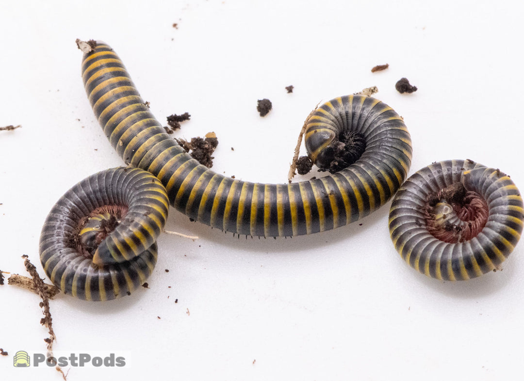 Bumblebee Millipede (Anadenobolus monilicornis)