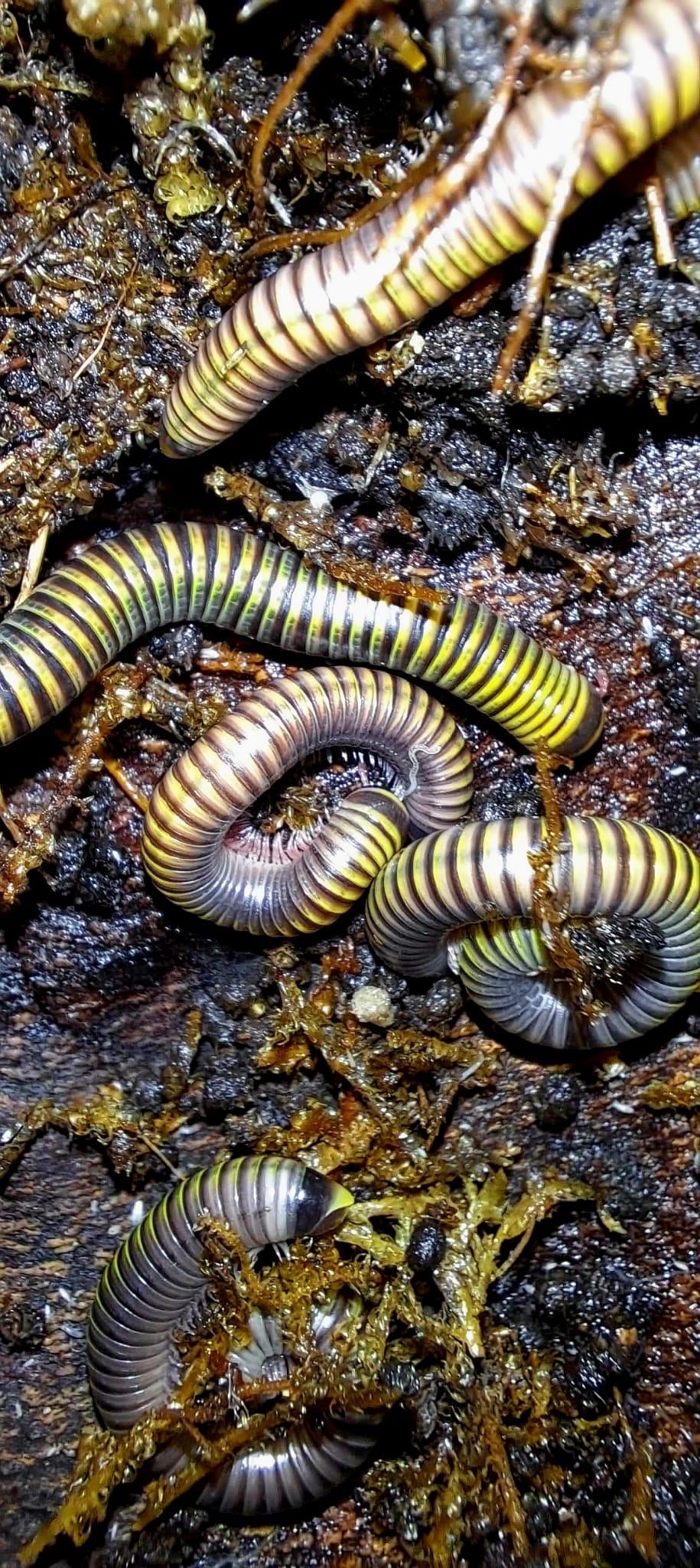 Several Bumblebee millipedes with yellow and dark banding on damp dark substrate scattered with moss.