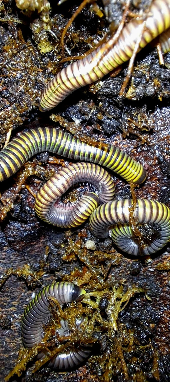 Bumblebee Millipede (Anadenobolus monilicornis)