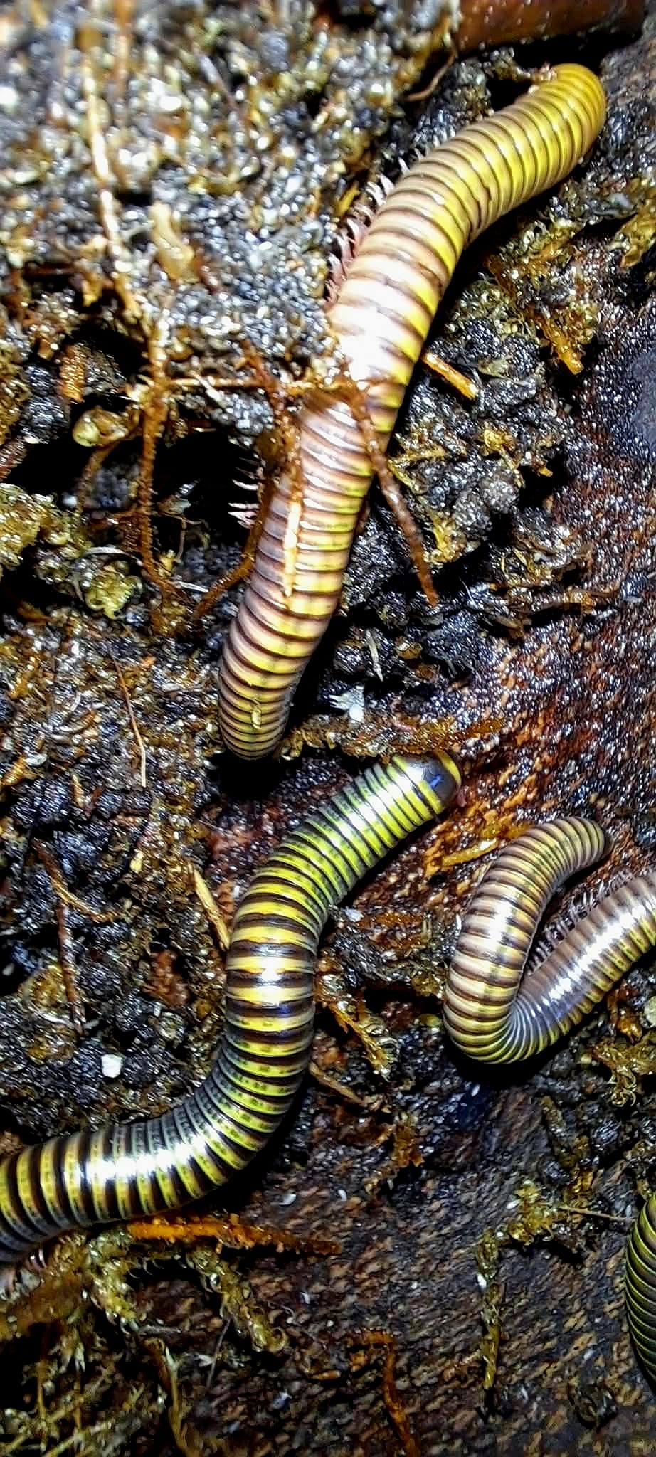 Bumblebee millipedes stretched out across wet dark substrate, yellow rings bright against their dark bodies.