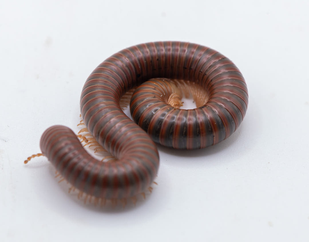 Burmese Beauty Millipede (Spirostreptus Sp)
