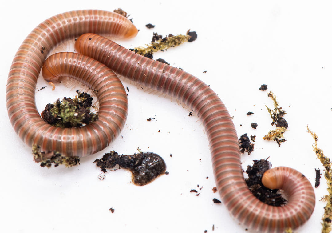 Burmese Beauty Millipede (Spirostreptus Sp)