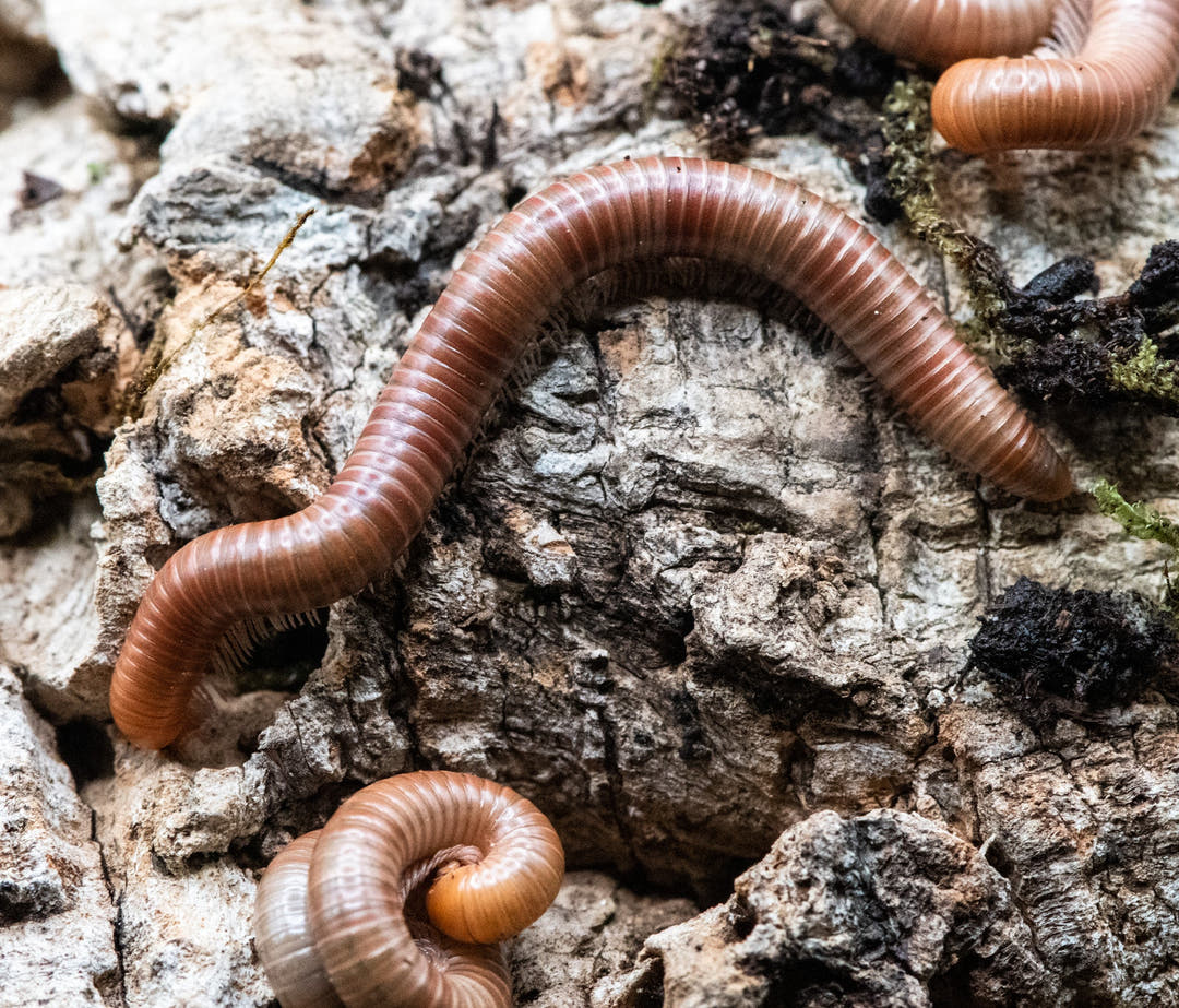 Burmese Beauty Millipede (Spirostreptus Sp)