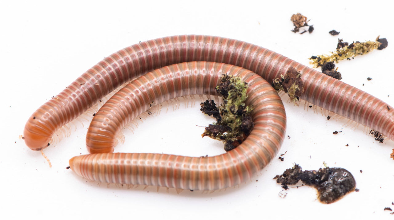 Burmese Beauty Millipede (Spirostreptus Sp)