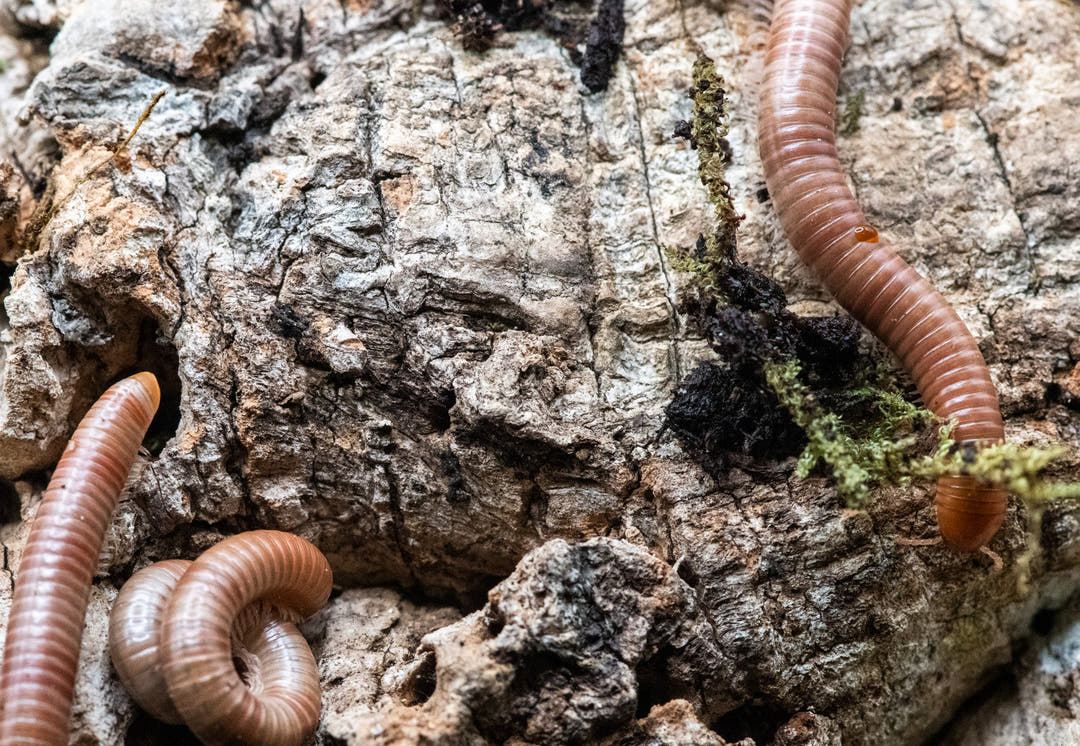 Burmese Beauty Millipede (Spirostreptus Sp)