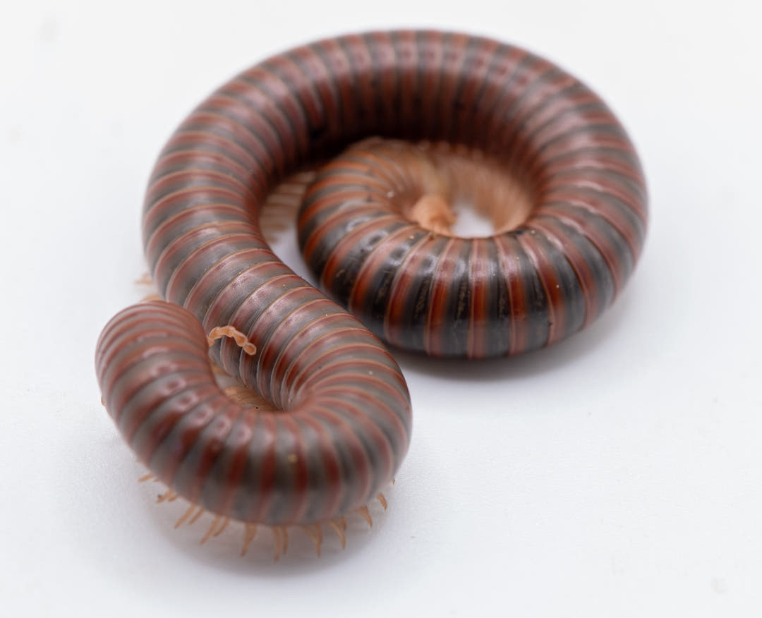 Burmese Beauty Millipede (Spirostreptus Sp)