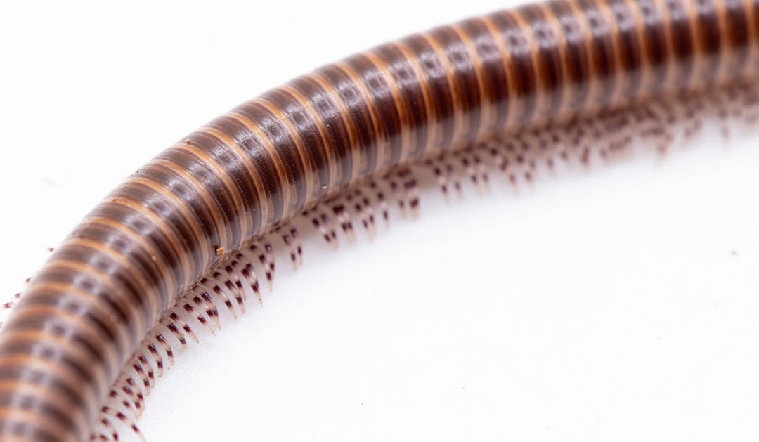 Cameroon Olive Millipedes (Telodeinopus aoutii)