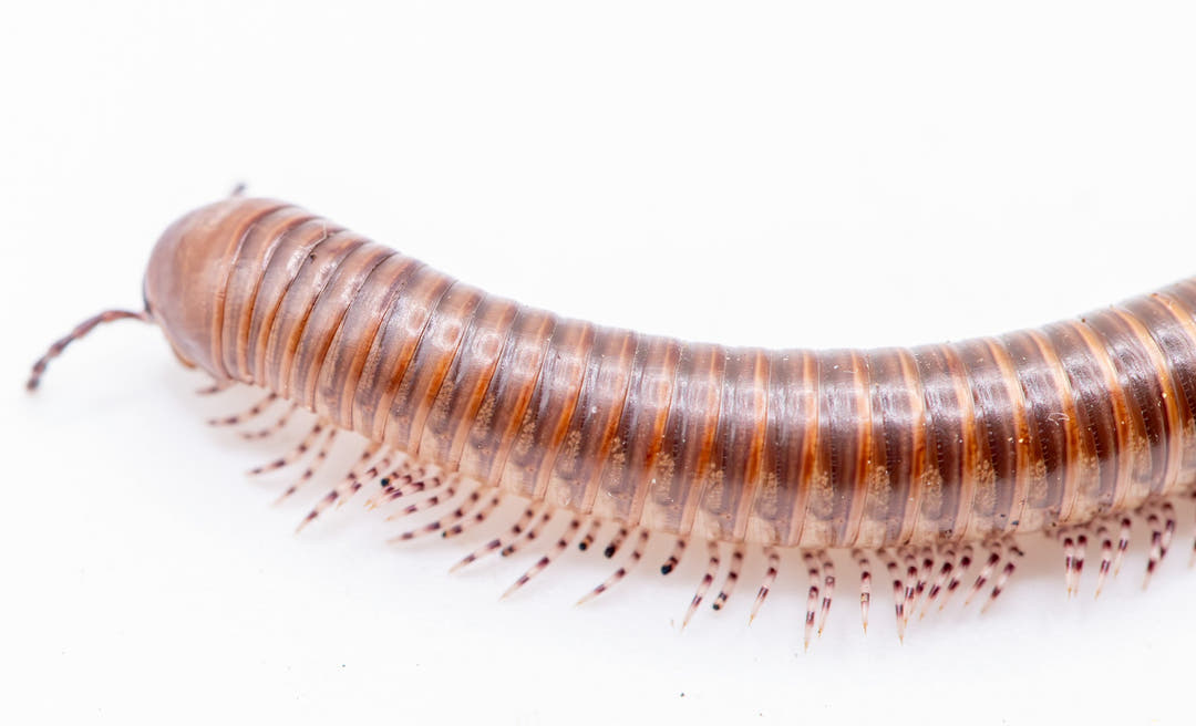 Cameroon Olive Millipedes (Telodeinopus aoutii)