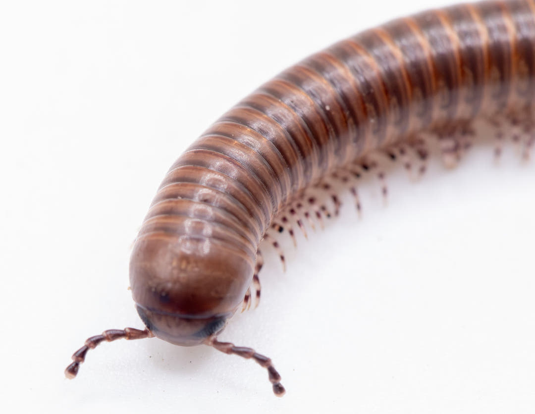 Cameroon Olive Millipedes (Telodeinopus aoutii)