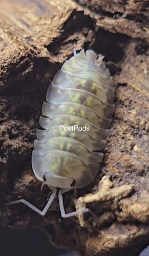 camouflage isopod