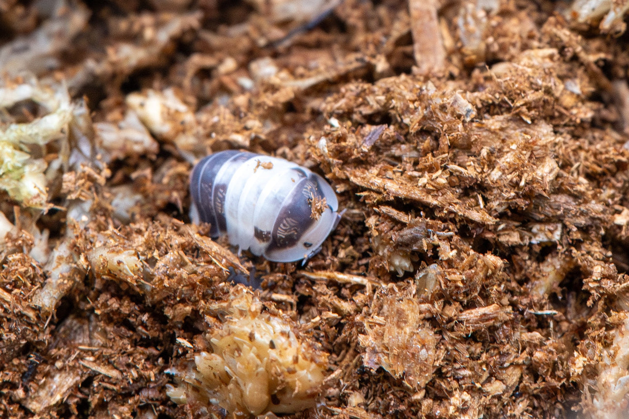 Cappu Cream Isopods (Cubaris sp.)