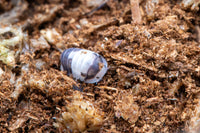 Cappu Cream Isopods (Cubaris sp.)