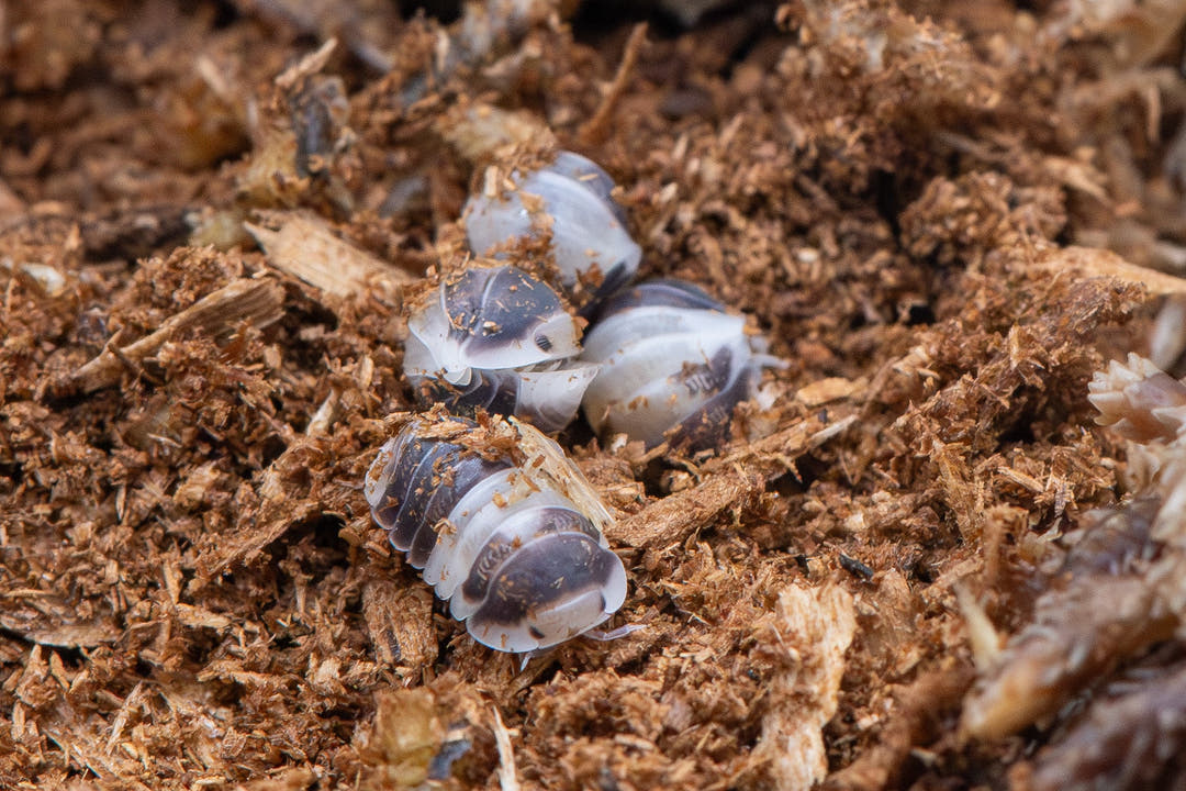 A group of Cappu Cream isopods, brown with cream banding, huddled on pale brown wood-fibre substrate.