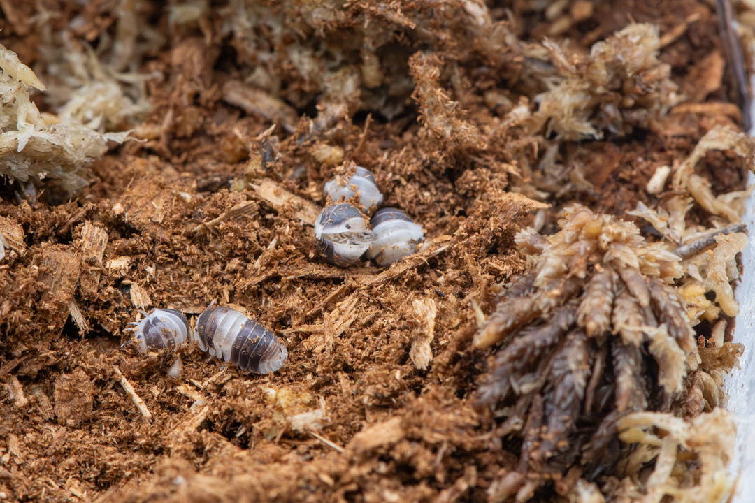 Cappu Cream isopods in two small groups on brown wood-fibre substrate with clumps of pale dried moss.