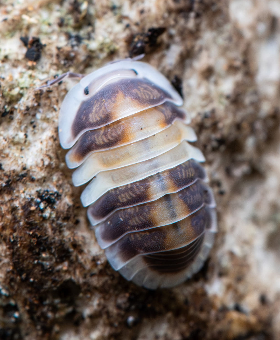 Cappuccino Isopod